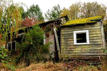 Obraz premium An image of a very rundown and abandoned house being overgrown with thick foliage and moss. 