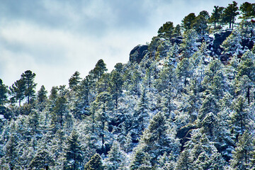 winter forest with pine trees covered of snow and cloudy sky in creel chihuahua  - obrazy, fototapety, plakaty