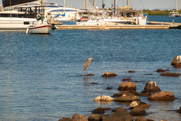Obraz premium A great blue heron perched on rocks by the Malecon (ocean front walkway) in La Paz, Baja de California Sur, Mexico. Motor yachts in background.