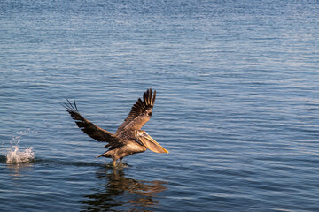 A pelican takes of ffrom the water by the Malecon (ocean front walkway) in La Paz, Baja de California Sur, Mexico.  Room for text.