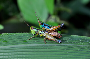 A pair of grasshoppers are mating on a green leaf selective focus blur background