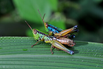A pair of grasshoppers are mating on a green leaf selective focus blur background