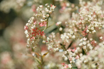 Australian Christmas Bush (Ceratopetalum gummiferum) beginning to flower. Soft white and red flowers forming on a shrub.