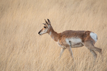 Pronghorn (Antilocapra americana)