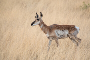 Pronghorn (Antilocapra americana)