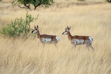 Pronghorn (Antilocapra americana)