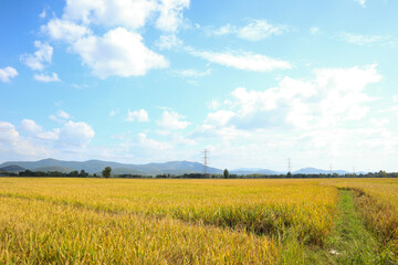 Fototapeta na wymiar rice field and sky landscape on the farm, Thailand rice planting season