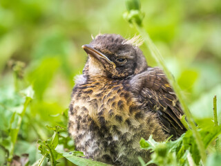 A fieldfare chick, Turdus pilaris, has left the nest and sitting on the spring lawn. A fieldfare chick sits on the ground and waits for food from its parents.