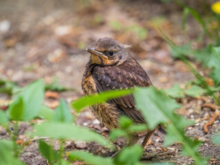 A fieldfare chick, Turdus pilaris, has left the nest and sitting on the spring lawn. A fieldfare chick sits on the ground and waits for food from its parents.
