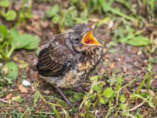 A fieldfare chick, Turdus pilaris, has left the nest and sitting on the spring lawn. A fieldfare chick sits on the ground and waits for food from its parents.