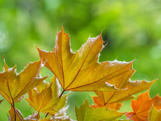 Tree branch with dark red leaves, Acer platanoides, the Norway maple Crimson King. Red Maple acutifoliate Crimson King, young plant with green background.