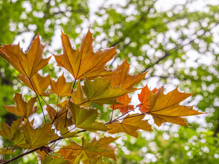 Tree branch with dark red leaves, Acer platanoides, the Norway maple Crimson King. Red Maple acutifoliate Crimson King, young plant with green background.