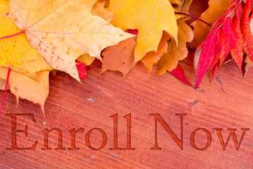 Autumn leaves, objects with Enroll Now text. Natural patterns, color design.
