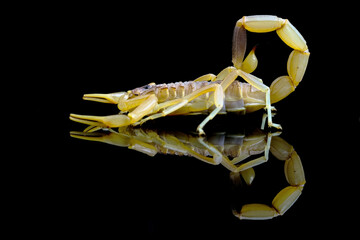 scorpion isolated on black background