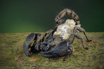 scorpion and babys