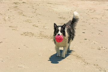 Border collie dog on the beach playing with a pink ball in its mouth.