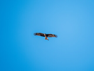The bird of prey Black Kite flying in blue Sky