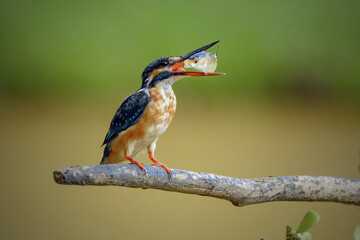 kingfisher on a branch