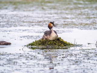 Fototapeta premium Great Crested Grebe, Podiceps cristatus, water bird sitting on the nest, nesting time on the green lake