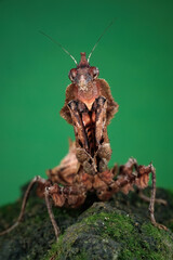 Mantis on green back ground