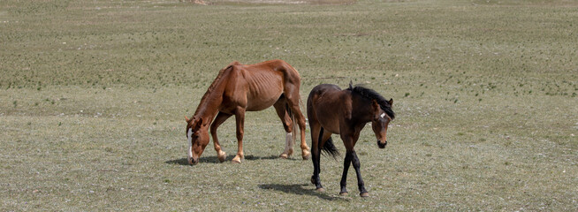 Chestnut and Dun wild horse colts in the western United States