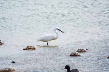 The small white heron or Little egret stands in the lake