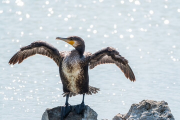 Great cormorant, Phalacrocorax carbo, sits on stone and dries its wings on the wind.