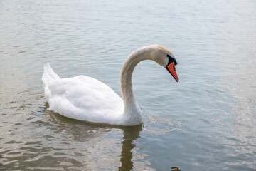 Fototapeta premium Graceful white Swan swimming in the lake, swans in the wild. Portrait of a white swan swimming on a lake.