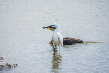 The small white heron or Little egret stands in the lake