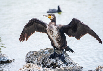 Great cormorant, Phalacrocorax carbo, sits on stone and dries its wings on the wind.
