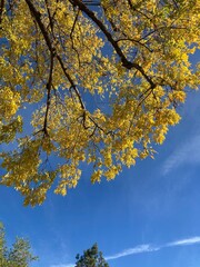 autumn leaves against blue sky