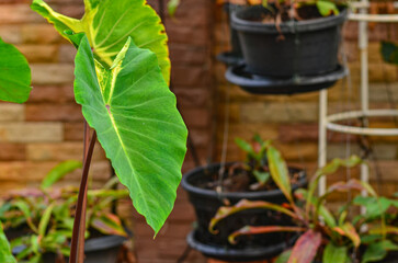 Colocasia Pigtailed Princess