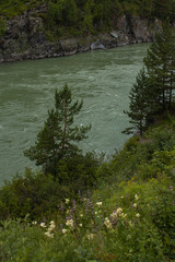 Mountain river Katun in Altay Russia