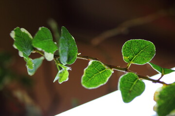 Green blackground of ivy leaves