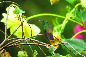 Colibrí de barriga verde sobre una rama