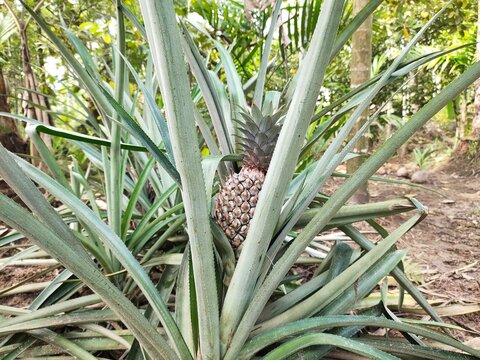 New baby wild pineapple plant, green leaf and organic small fruit growing on farm field or plantation land ground soil. Ananas comosus agriculture and harvest concept. Beautiful close up side view.