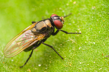  housefly on a leaf