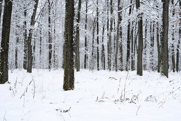 Winter forest with tree covered white snow. Snowy nature landscape, panoramic view. Wintertime background