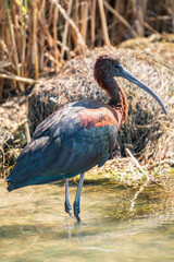 The glossy ibis, latin name Plegadis falcinellus, searching for food in the shallow lagoon.