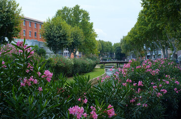Oleander flowers on the riverbank in the center of a European city