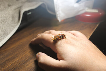 Bumble bee on hand. Hornet sting concept.