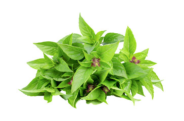 Sweet basil isolated on transparent png