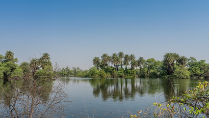 There is lush vegetation on the shore of a calm lake. Tall palm trees are reflected in the water. Clear blue sky. Copy space. India. Keoladeo Bird Park. Bharatpur
