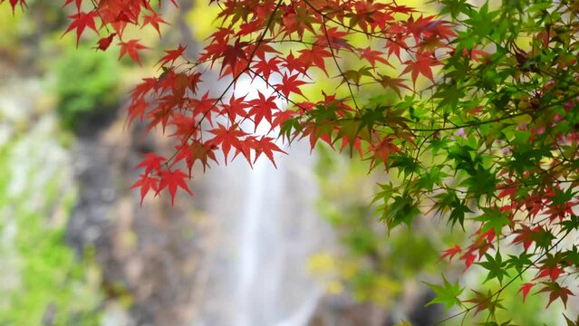 紅葉と滝の日本をイメージした映像