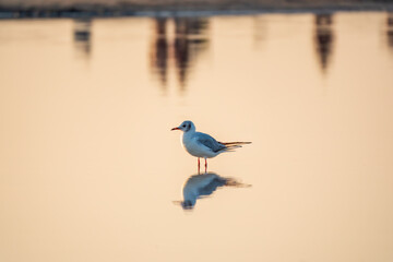 One Seagull, The European herring gull, swims on the calm lake shore in sunset