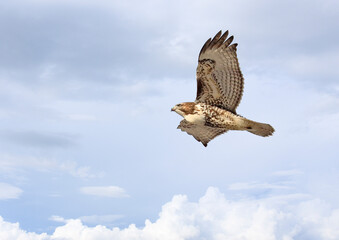 Red-tailed Hawk flying with cloudscape background, Quebec, Canada