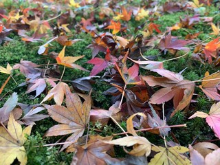 fallen autumn leaves