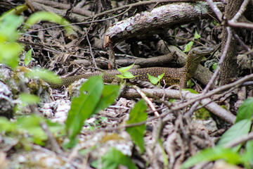 Monitor Lizard