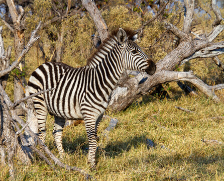 Burchell's zebra foal sheltering in a thicket in the African wilderness