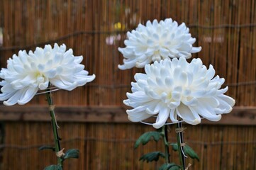 白色の大菊　美濃菊